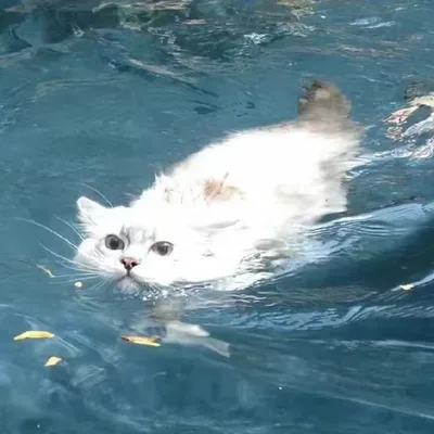 好好猫猫头 profile photo
