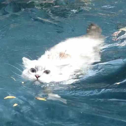 好好猫猫头 profile photo