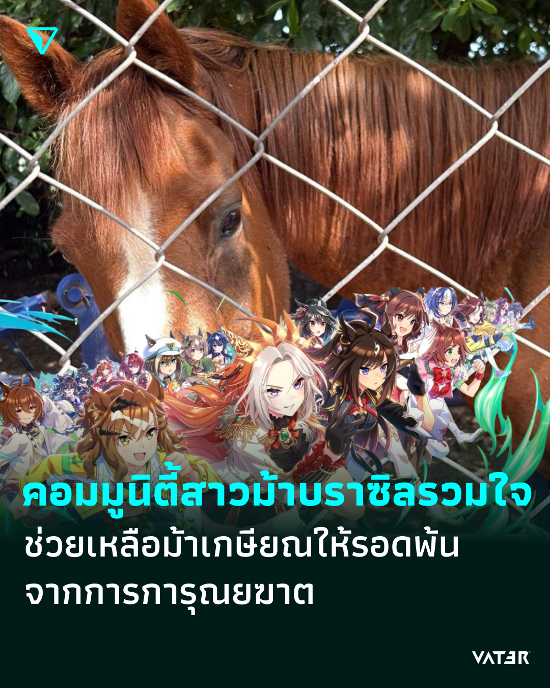 ภาพประกอบข่าว คอมมูนิตี้สาวม้าบราซิลรวมใจ ช่วยเหลือม้าเกษียณให้รอดพ้นจากการการุณยฆาต
