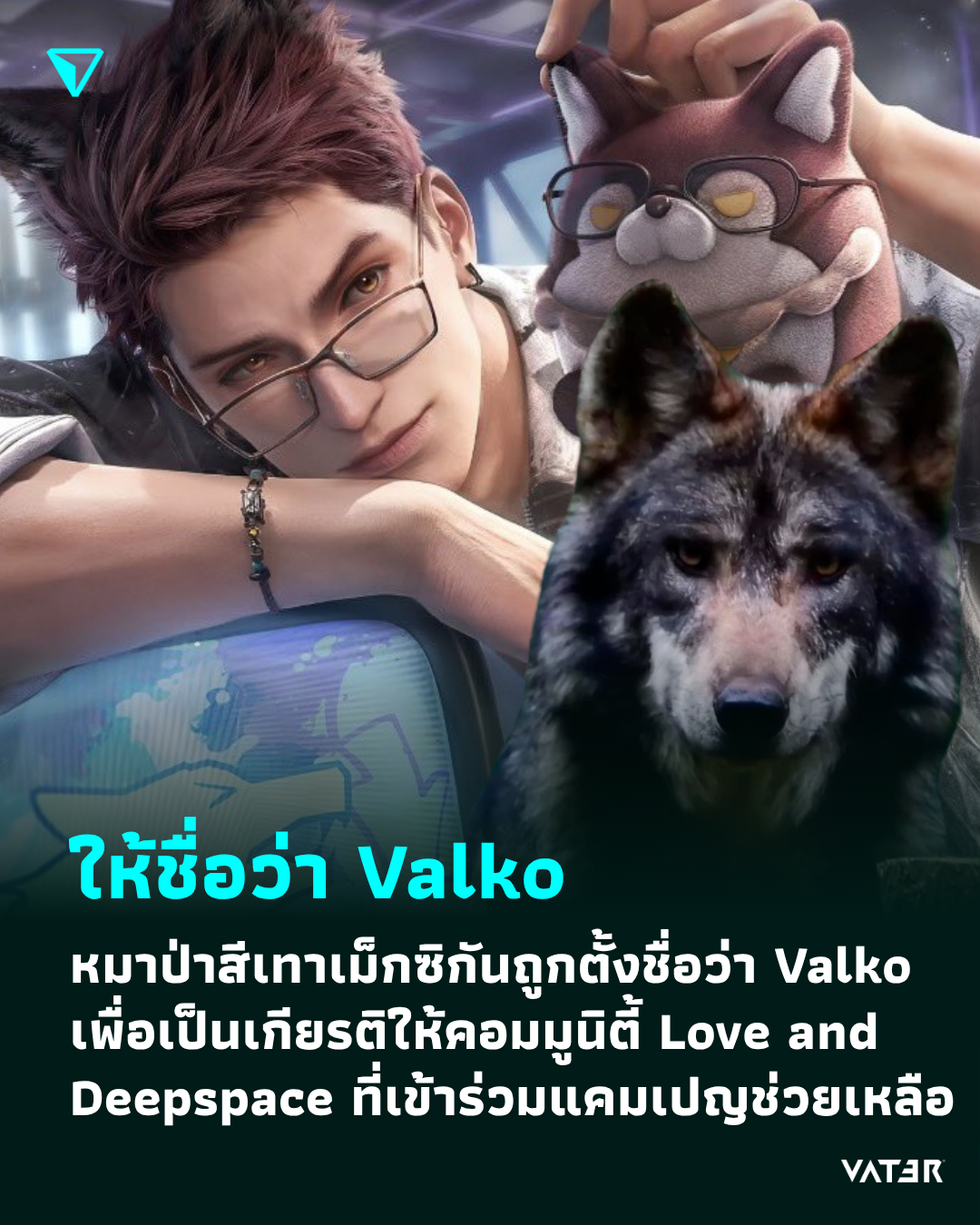 ภาพประกอบข่าว ให้ชื่อว่า Valko หมาป่าสีเทาเม็กซิกันถูกตั้งชื่อว่า Valko เพื่อเป็นเกียรติให้ชุมชนผู้เล่น Love and Deepspace ทั่วโลกที่เข้าร่วมแคมเปญช่วยเหลือ
