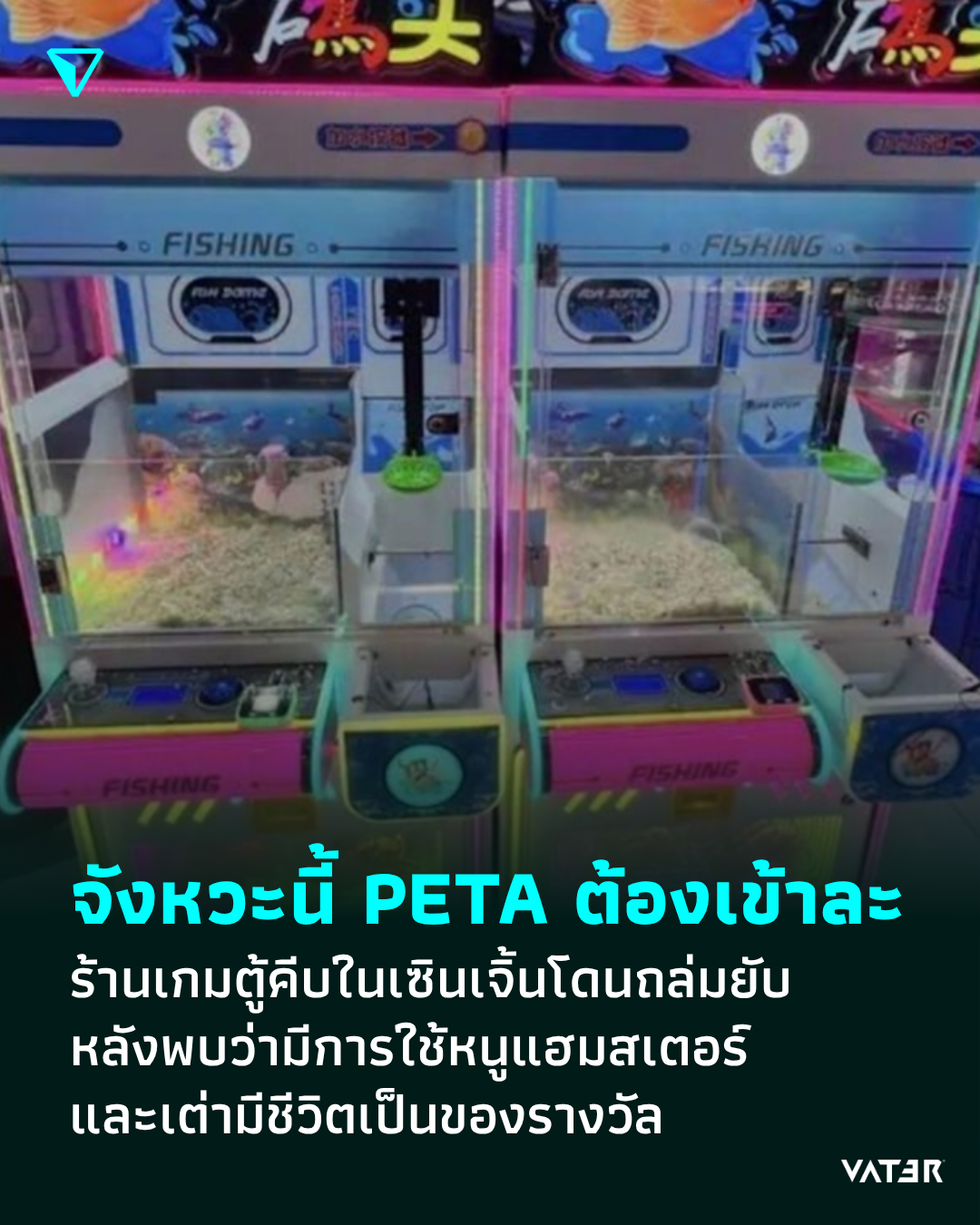 ภาพประกอบข่าว จังหวะนี้ PETA ต้องเข้าละ ร้านเกมตู้คีบในเซินเจิ้นโดนถล่มยับ หลังพบว่ามีการใช้หนูแฮมสเตอร์และเต่ามีชีวิตเป็นของรางวัล