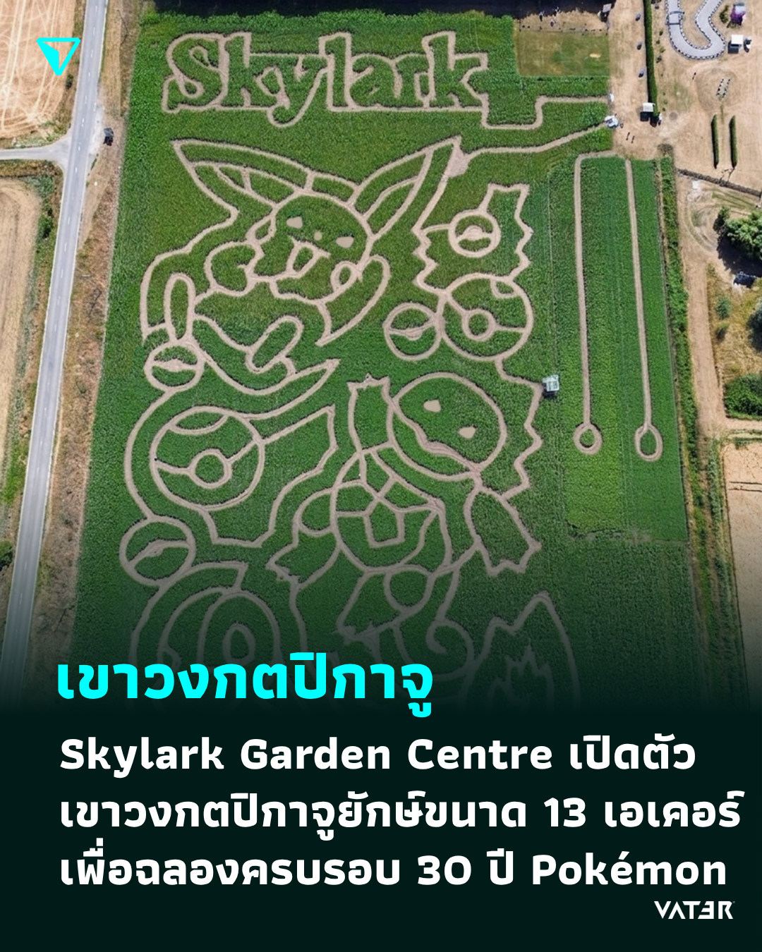 ภาพประกอบข่าว เขาวงกตปิกาจู Skylark Garden Centre เปิดตัวเขาวงกตปิกาจูยักษ์ขนาด 13 เอเคอร์เพื่อฉลองครบรอบ 30 ปี Pokémon