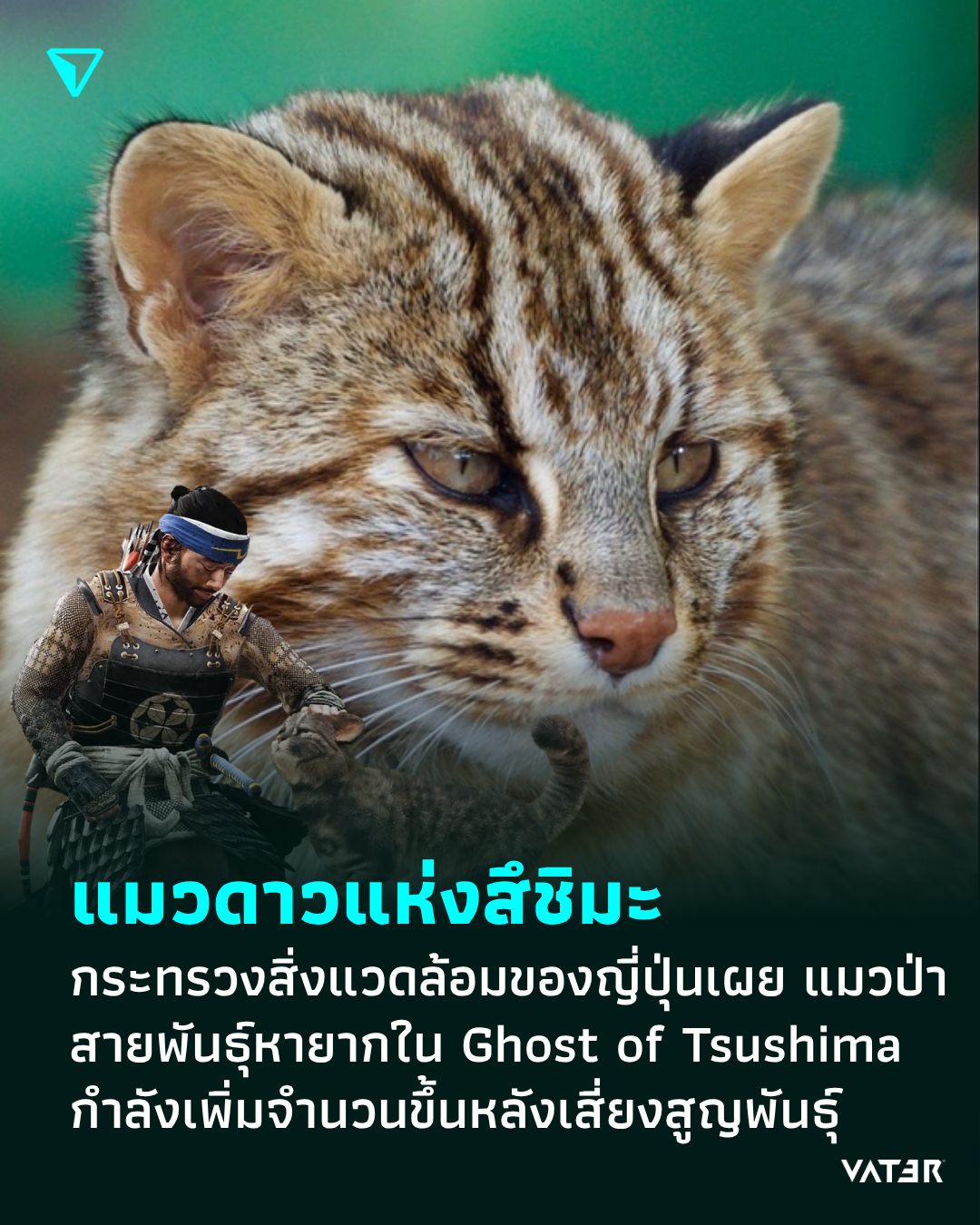 ภาพประกอบข่าว แมวดาวแห่งสึชิมะ กระทรวงสิ่งแวดล้อมของญี่ปุ่นเผย แมวป่าสายพันธุ์หายากที่ปรากฏในเกม Ghost of Tsushima กำลังเพิ่มจำนวนขึ้นหลังเสี่ยงสูญพันธุ์