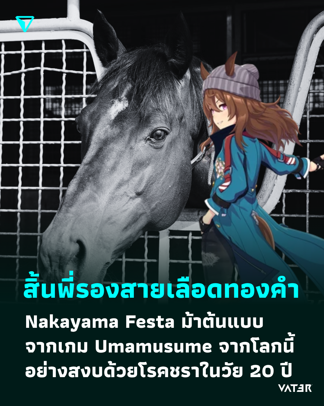 ภาพประกอบข่าว สิ้นหนึ่งในสายเลือดทองคำ Nakayama Festa ม้าต้นแบบจากเกม Umamusume จากโลกนี้แล้วด้วยโรคชราในวัย 20 ปี